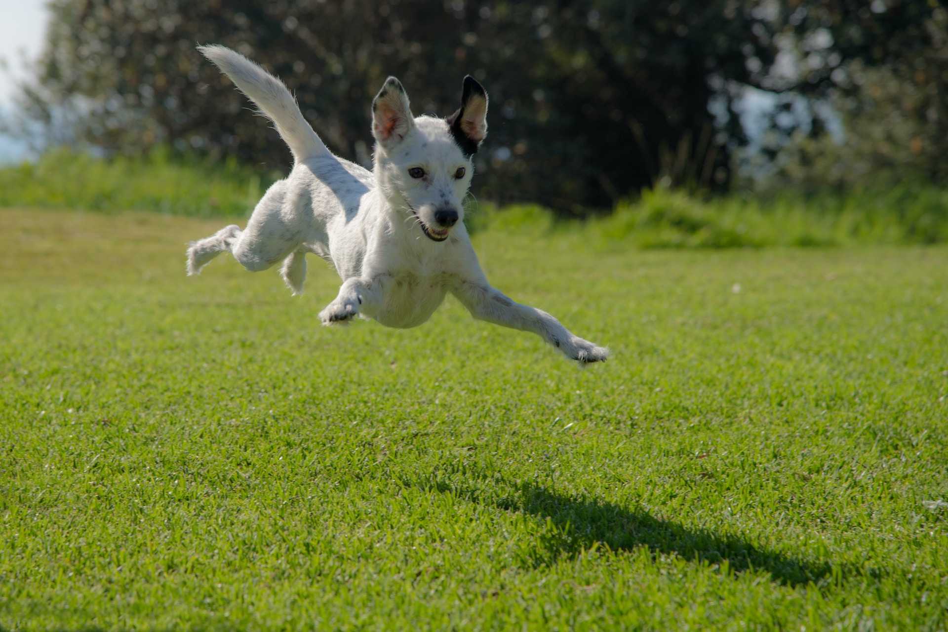 A very happy, small white and brown dog jumping for joy over her new poop-free yard